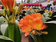-金科花卉市场