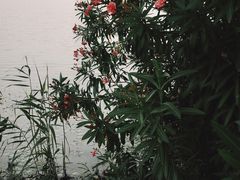 -虎丘湿地公园