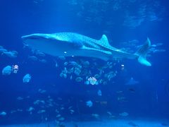 -烟台海昌鲸鲨海洋公园