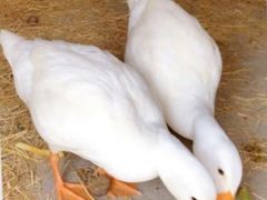 -前小桔亲子创意农场·草莓采摘·露营烧烤