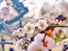 -梅花山(明孝陵内)