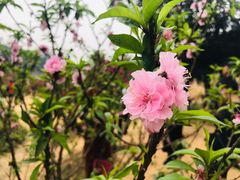 -南国桃园旅游度假区