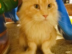 -more than meow吴止猫主题餐厅(承德 中船汇店)