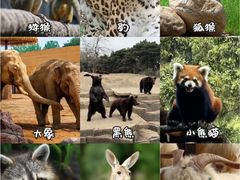 -沈阳森林动物园