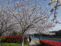 -高东镇樱花园