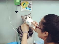 -纳吉亚猫专科动物诊疗中心(蒋宅口分院)