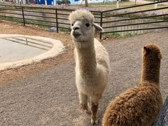 -安徽大青山野生动物世界