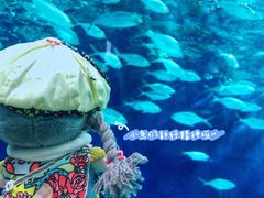 -上海海洋水族馆