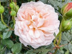 -桂林市花鸟市场