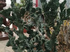 -郑州植物园