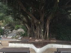-野狸岛