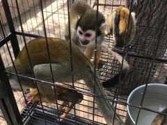 -长白岛森林公园