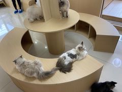 -鼓捣猫呢主题猫咖店