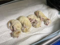 -特一安24小时宠物医院·骨科·中兽医