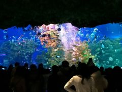 -芜湖新华联大白鲸海洋公园