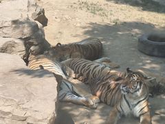 -栾川竹海野生动物园