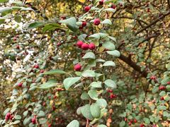 -元大都城垣遗址公园