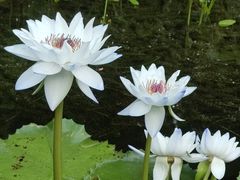 -云溪植物园
