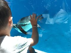 -帝企鹅自助餐厅•儿童岛•真企鹅(长隆企鹅酒店)