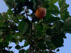 -锦上中式酒馆(南内环店)