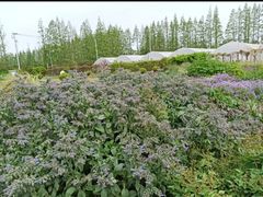 -前小桔亲子创意农场·草莓采摘·露营烧烤