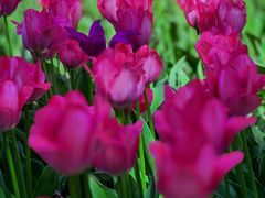 -国家植物园南园