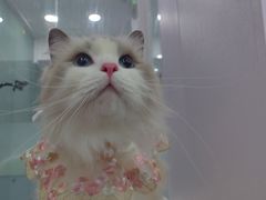 -爱洗澡的猫(望京店)