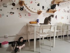 -我爱猫咪·猫咖·狗咖·安哥拉兔·羊驼咖(小寨华旗店)