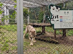 -合肥野生动物园
