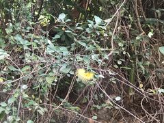 -狐尾山公园
