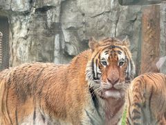 -上海野生动物园老虎餐厅
