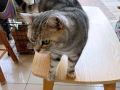 -平行世界·猫咖(首经贸店)