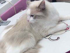 -FAELING PETS美天灵宠物(富力广场店)