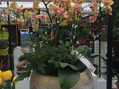 -荷兰花海