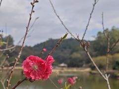 -南国桃园旅游度假区