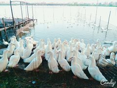 android_upload_pic-海鸥岛