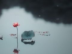 -莲湖公园