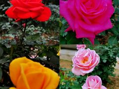 -人民公园(罗湖区)