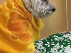 -美联众合动物医院·24h京西诊疗中心