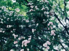 -鹅湖玫瑰文化园