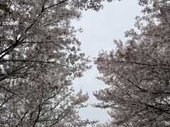 -天王浮山樱花园