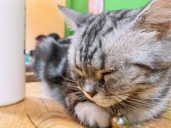 -李小姐の猫咖啡馆(五角场店)