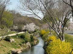 -羊山湖公园