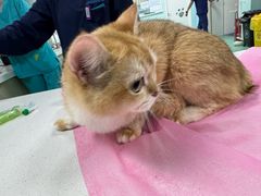 -北京观赏动物医院·24小时大型综合·猫专科·异宠专科