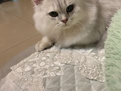 -宠福鑫康馨动物医院·骨科·眼科