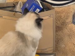 -平行世界·猫咖(首经贸店)