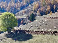 -芦芽山旅游度假区