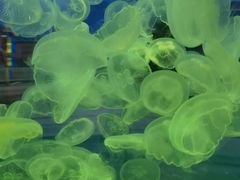 -长春中泰海洋世界