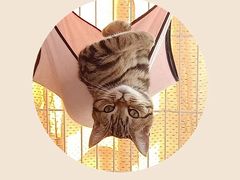 -帕帕拉兹宠物(亚洲旗舰店)