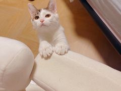 -纳吉亚猫专科动物诊疗中心(蒋宅口分院)